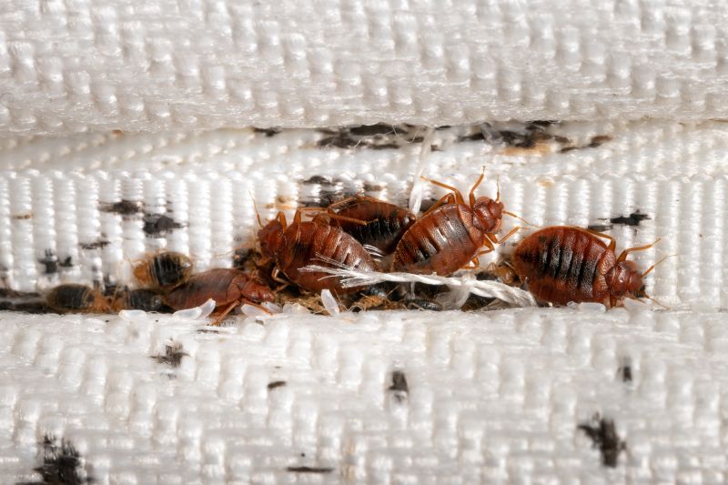 Bed Bug Extermination