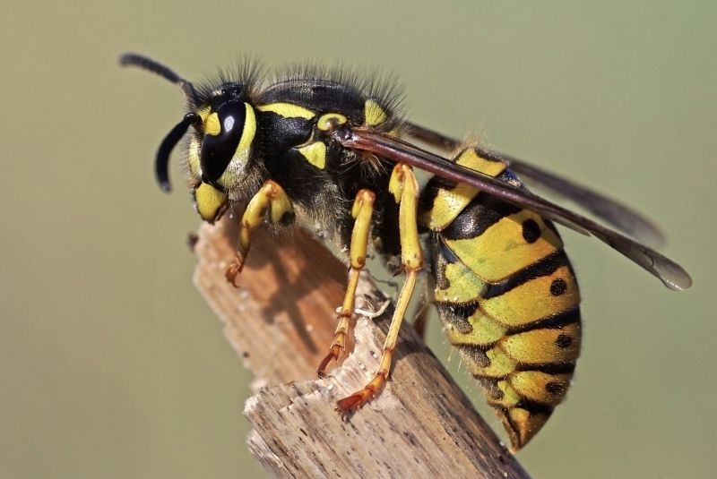 Commercial Wasps Control
