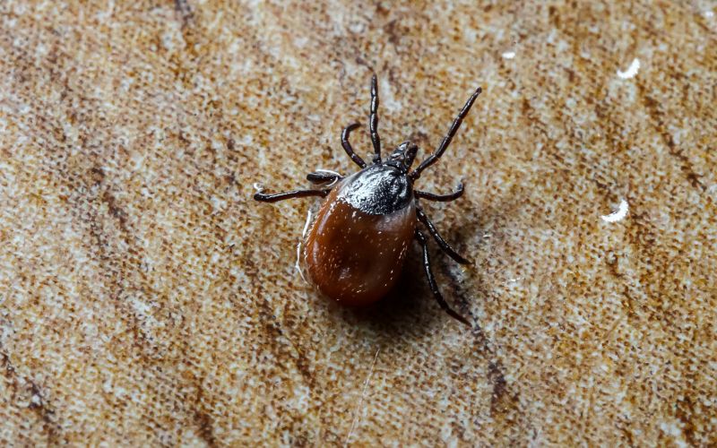 Common Flea And Tick Problems In Homes And Yards