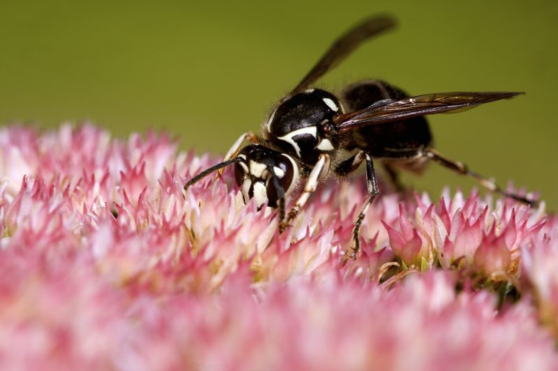 European Hornet Removal