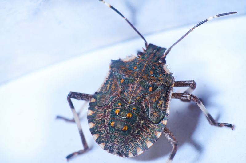 Health And Nuisance Issues Caused By Stinkbugs