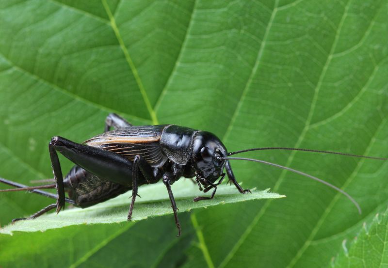 Cricket Control Service project example