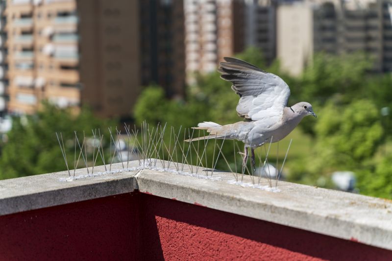 Pigeon Proofing Service