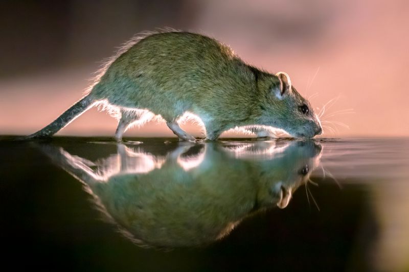 Rat Trapping Service