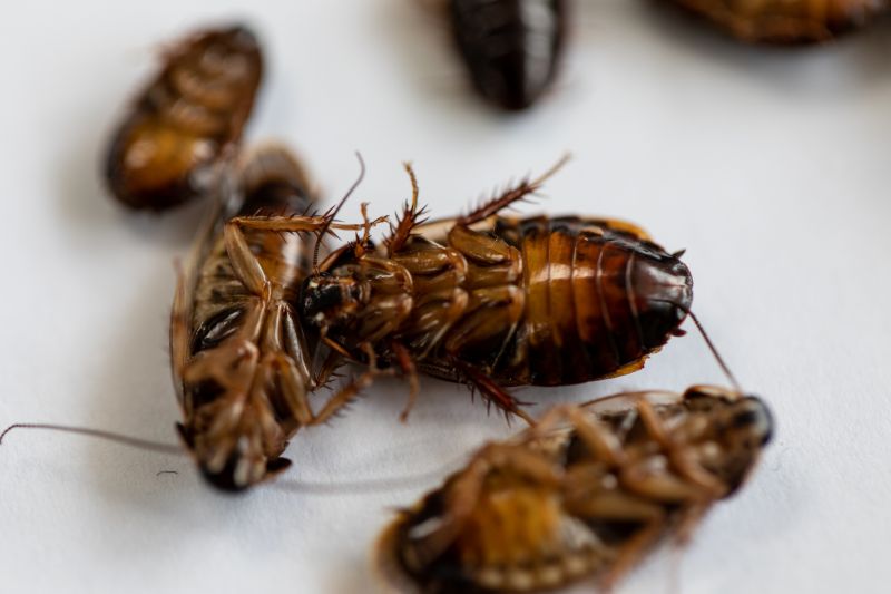 Roach Infestation Treatment