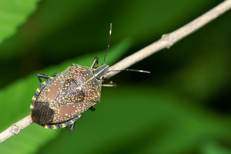Stinkbug Extermination Service