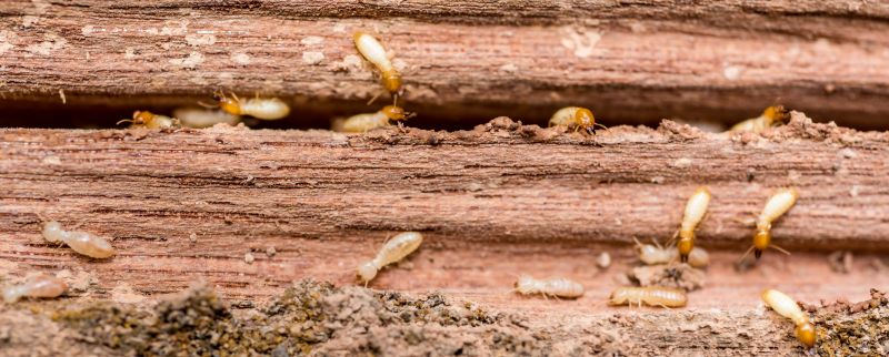 Termites Extermination