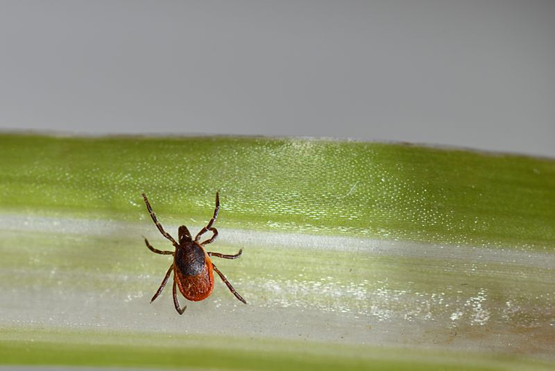 Tick Control Service