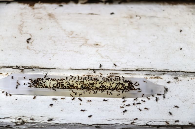 Why Ant Infestations Keep Returning Without Professional Treatment